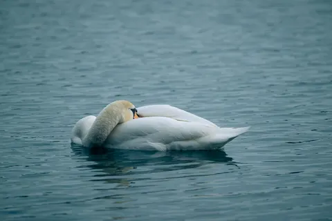 Elegant Swan 4K Wallpaper · birds · 3840×2563