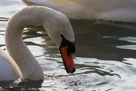 Elegant Swan 4K Wallpaper · birds · 3840×2560