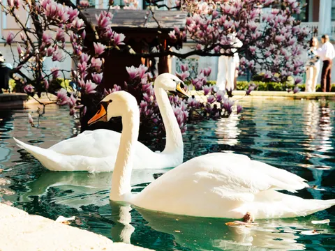 Elegant Swan 4K Wallpaper · birds · 3840×2882