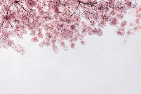 Hình nền Hoa Anh Đào 4K · nature · 3840×2560