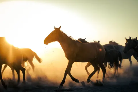 Fondo de pantalla Caballo 4K · animals · 3840×2560