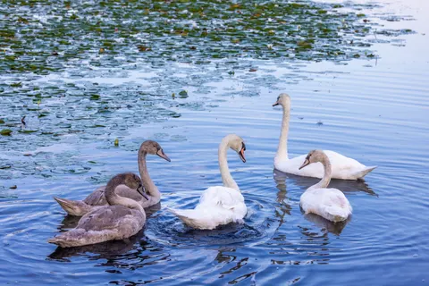 Elegant Swan 4K Wallpaper · birds · 3840×2561