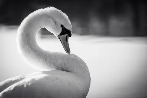 Elegant Swan 4K Wallpaper · birds · 3840×2560