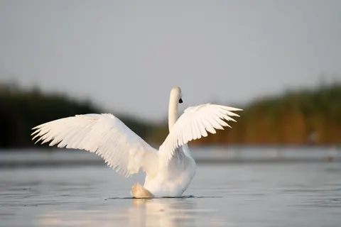 Elegant Swan 4K Wallpaper · birds · 3840×2560