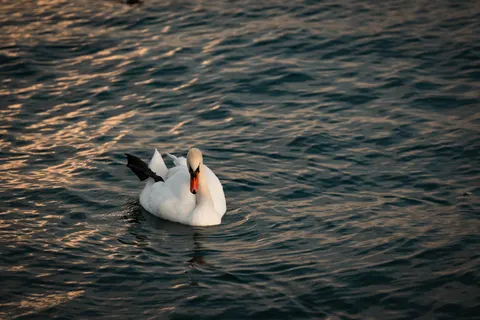 Elegant Swan 4K Wallpaper · birds · 3840×2561