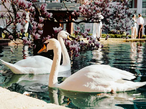 Elegant Swan 4K Wallpaper · birds · 3840×2882