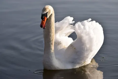 Elegant Swan 4K Wallpaper · birds · 3840×2560