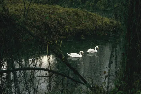 Elegant Swan 4K Wallpaper · birds · 3840×2560