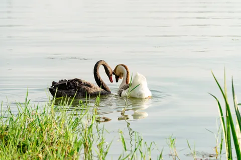 Elegant Swan 4K Wallpaper · birds · 3840×2560