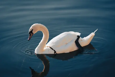 Elegant Swan 4K Wallpaper · birds · 3840×2561