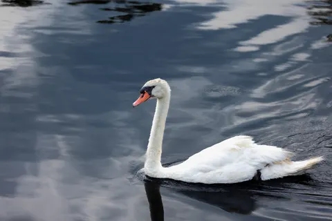 Elegant Swan 4K Wallpaper · birds · 3840×2561