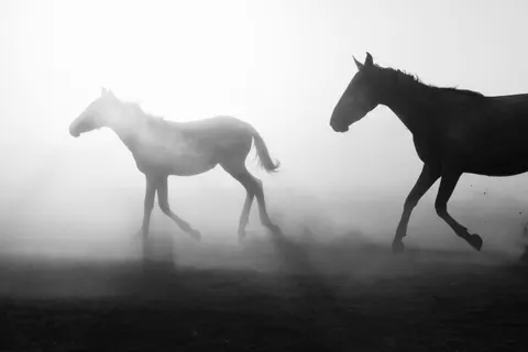 Horse 4K Wallpaper · animals · 3840×2560