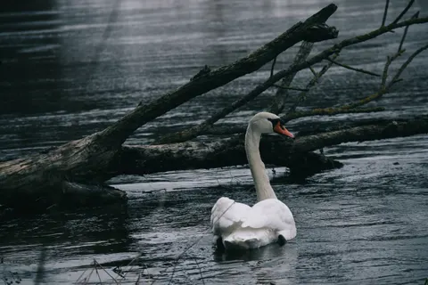 Elegant Swan 4K Wallpaper · birds · 3840×2560