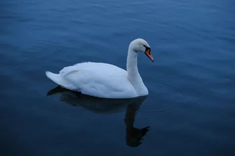 Elegant Swan 4K Wallpaper · birds · 3840×2560
