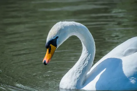 Elegant Swan 4K Wallpaper · birds · 3840×2560