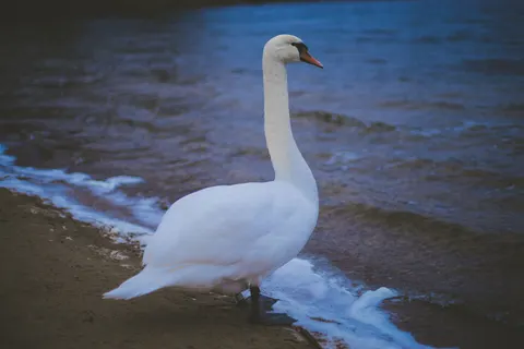 Elegant Swan 4K Wallpaper · birds · 3840×2560