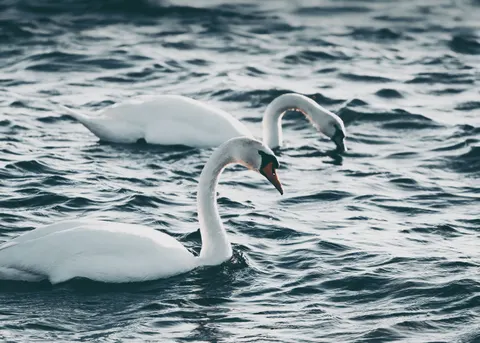 Elegant Swan 4K Wallpaper · birds · 3840×2743