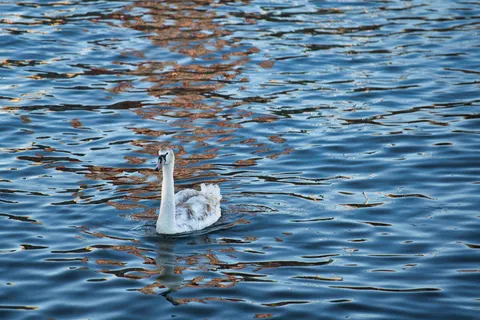 Elegant Swan 4K Wallpaper · birds · 3840×2561