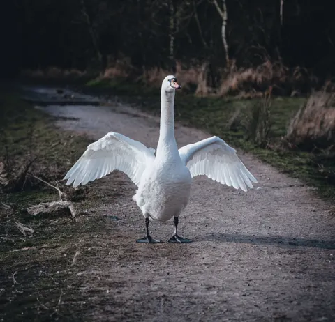 Elegant Swan 4K Wallpaper · birds · 3840×3689