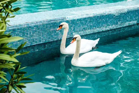 Elegant Swan 4K Wallpaper · birds · 3840×2560