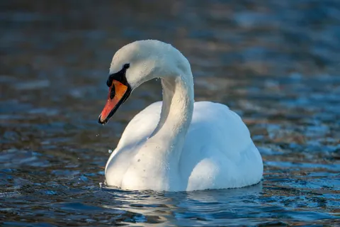 Elegant Swan 4K Wallpaper · birds · 3840×2560