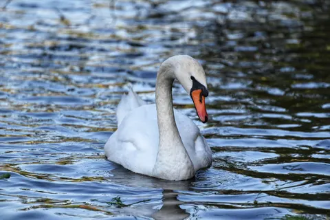 Elegant Swan 4K Wallpaper · birds · 3840×2563