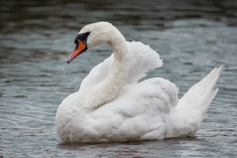 Elegant Swan 4K Wallpaper · birds · 3840×2560