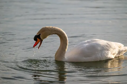 Elegant Swan 4K Wallpaper · birds · 3840×2563