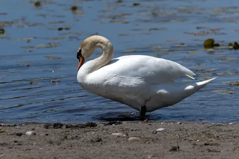 Elegant Swan 4K Wallpaper · birds · 3840×2561