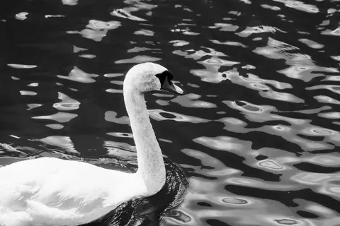 Elegant Swan 4K Wallpaper · birds · 3840×2560