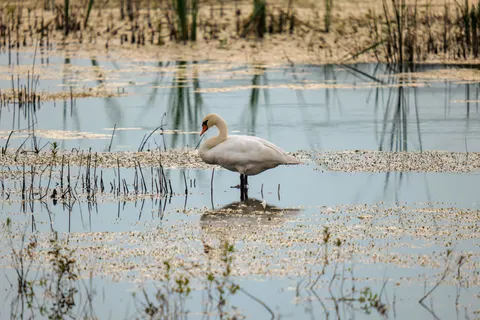 Elegant Swan 4K Wallpaper · birds · 3840×2562