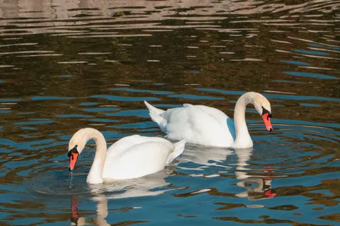 Elegant Swan 4K Wallpaper · birds · 3840×2560