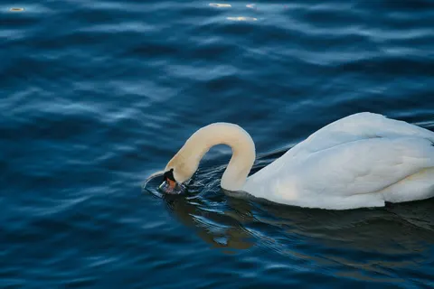Elegant Swan 4K Wallpaper · birds · 3840×2561