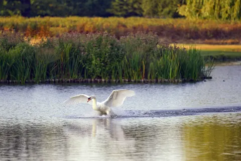 Elegant Swan 4K Wallpaper · birds · 3840×2561