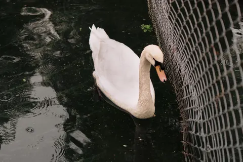 Elegant Swan 4K Wallpaper · birds · 3840×2560