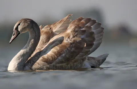 Elegant Swan 4K Wallpaper · birds · 3840×2498