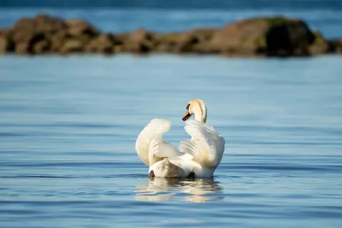 Elegant Swan 4K Wallpaper · birds · 3840×2560