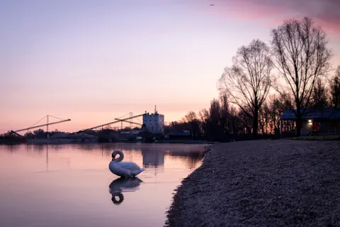 Elegant Swan 4K Wallpaper · birds · 3840×2560