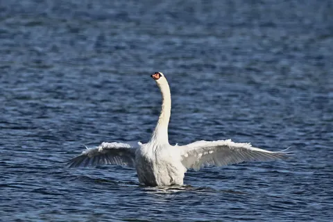 Elegant Swan 4K Wallpaper · birds · 3840×2560