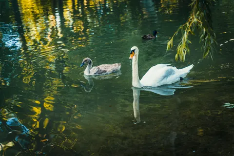 Elegant Swan 4K Wallpaper · birds · 3840×2560
