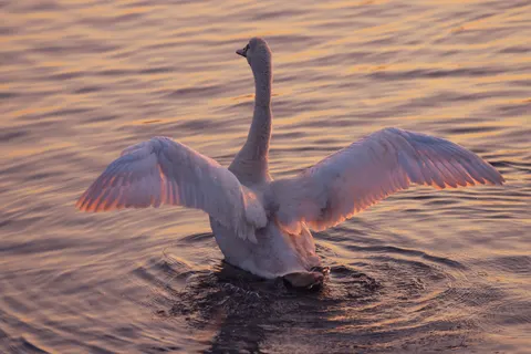 Elegant Swan 4K Wallpaper · birds · 3840×2561