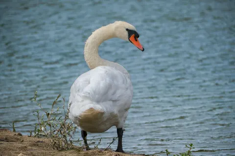 Elegant Swan 4K Wallpaper · birds · 3840×2560