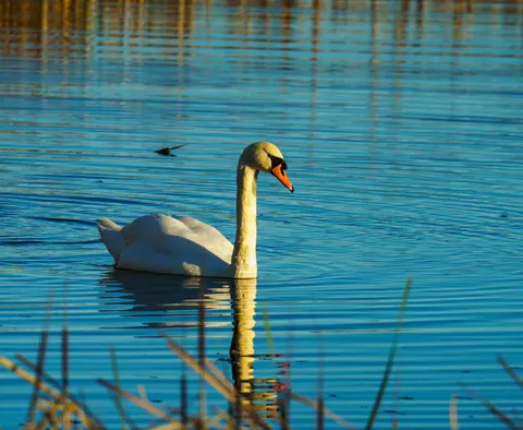Elegant Swan 4K Wallpaper · birds · 3840×3152