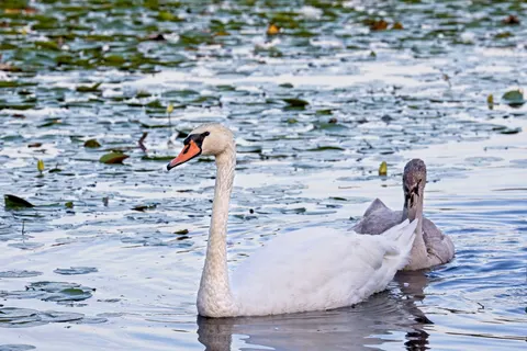 Elegant Swan 4K Wallpaper · birds · 3840×2561