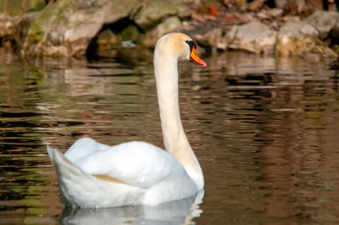 Elegant Swan 4K Wallpaper · birds · 3840×2550