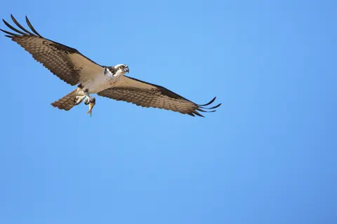 Sfondo Aquila 4K · animals · 3840×2560