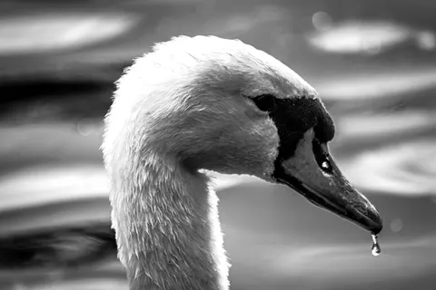 Elegant Swan 4K Wallpaper · birds · 3840×2560
