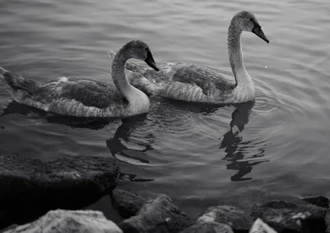 Elegant Swan 4K Wallpaper · birds · 3840×2712