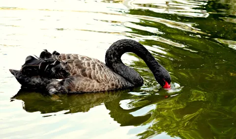 Elegant Swan 4K Wallpaper · birds · 3840×2265