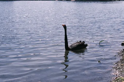 Elegant Swan 4K Wallpaper · birds · 3840×2560